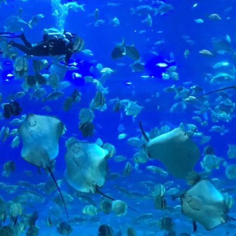 ���캺������԰