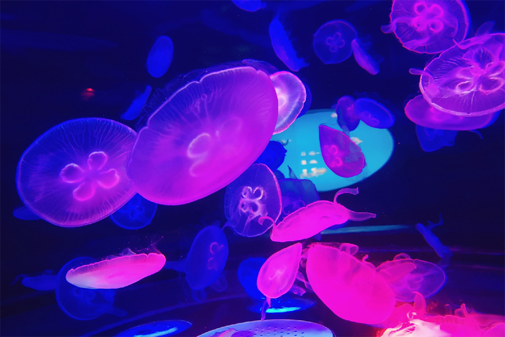 97����-����Ʒ��,Դ������