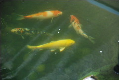 �������ˮ���óͷ�װ������Щ��������������