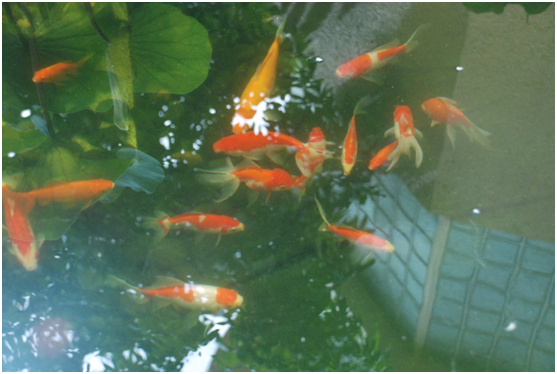 �������ˮ�����������������