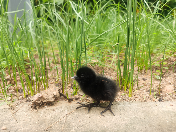 97����-����Ʒ��,Դ������