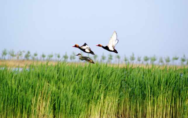 ��̬�Ӻ�ˮ���óͷ������о�