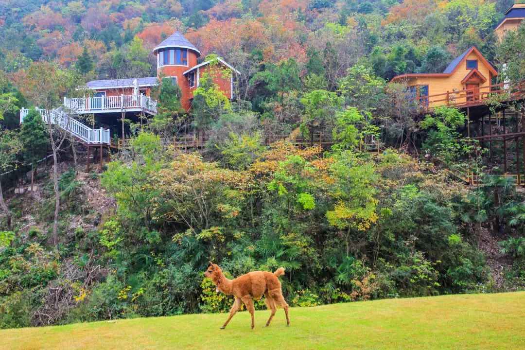 97����-����Ʒ��,Դ������