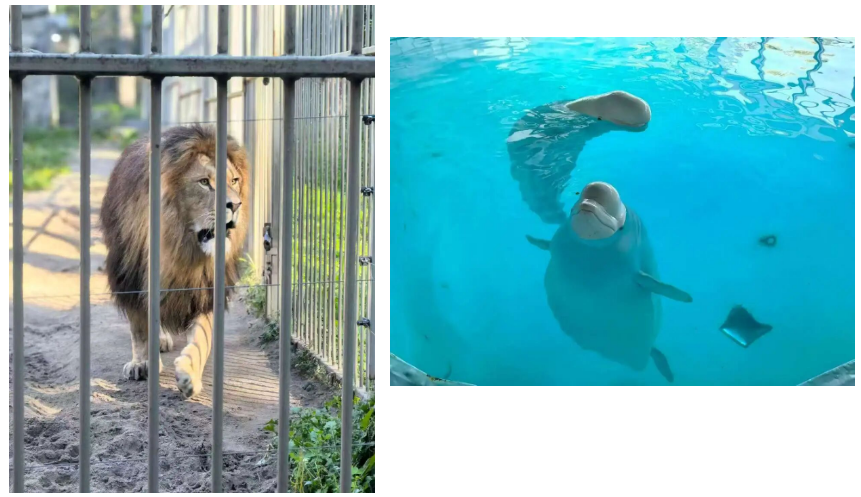 97����-����Ʒ��,Դ������